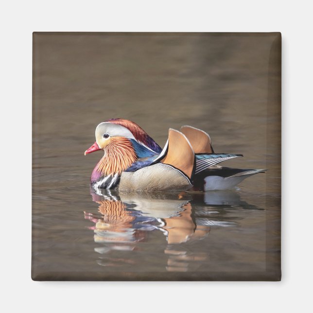 Mandarin Duck Magnet (Vorne)