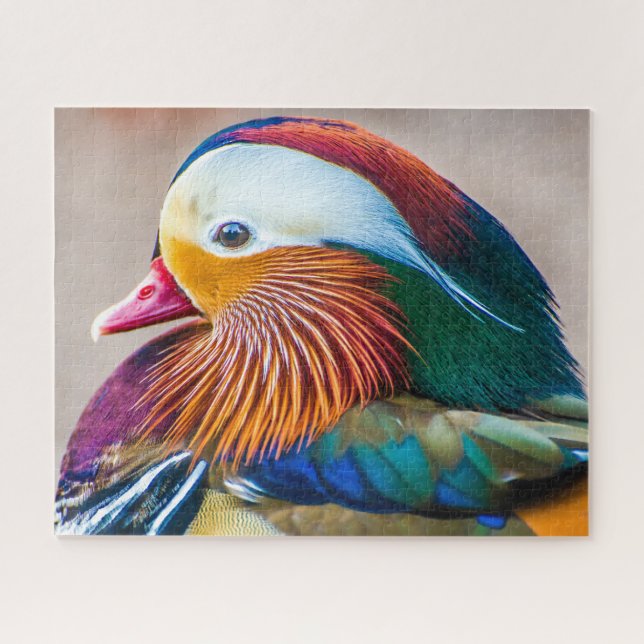 Mandarin Duck Nah Up Portrait (Horizontal)