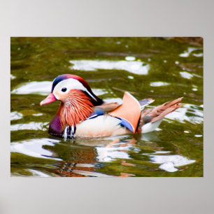 Mandarin Duck Poster