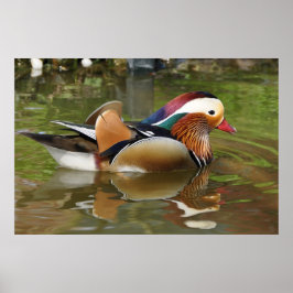 Mandarin Duck Poster