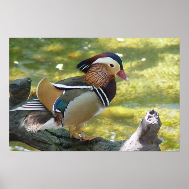 Mandarin Duck Poster (Vorne)