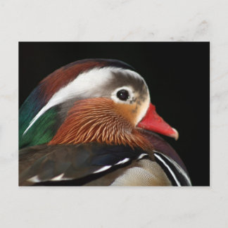 Mandarin Duck Postkarte