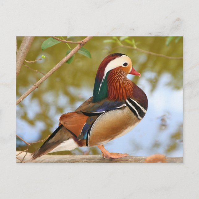 Mandarin Duck Postkarte (Vorderseite)
