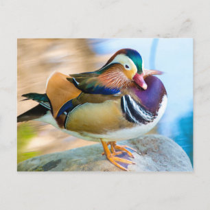 Mandarin Duck Standing by Water Postkarte