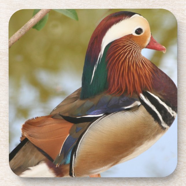 Mandarin Duck Untersetzer (Vorderseite)