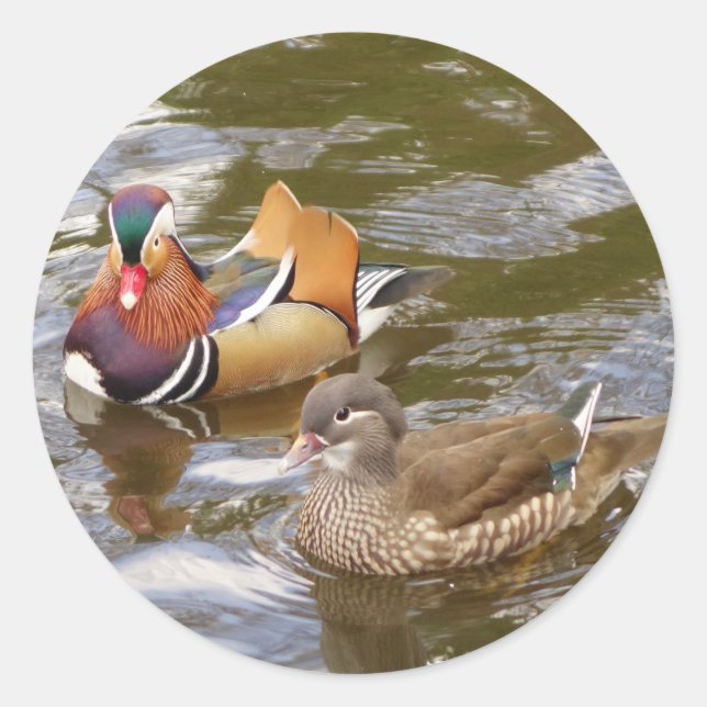 Mandarin Ducks Sticker (Vorderseite)