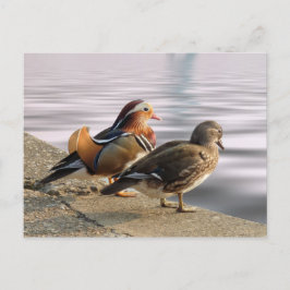 Mandarin ducks togertherness postkarte