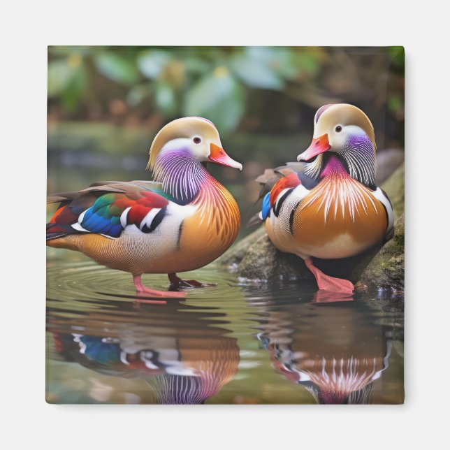 Mandarin Ente Animal Bird Wildlife Wilderness Art Magnet (Vorne)