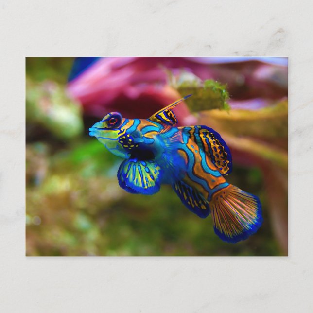 Mandarin Fish Synchiropus Splendidus Postkarte (Vorderseite)