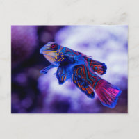 Mandarin Goby Fish