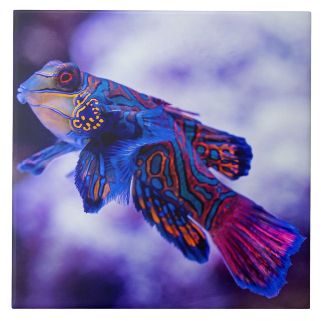 Mandarin Goby Poisson Carreaux céramique (Devant)