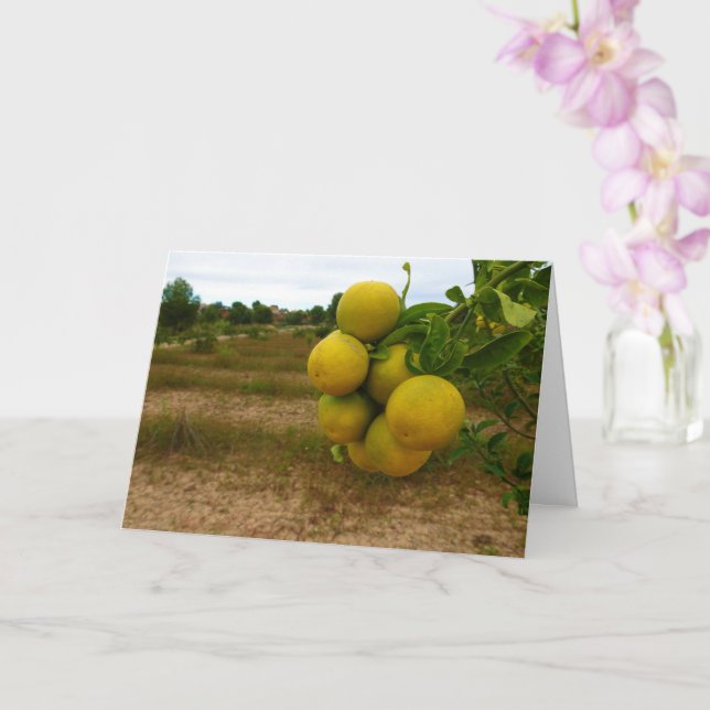 Mandarin Orange Karte (Orchidee)