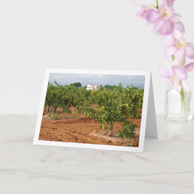 Mandarin Orchard, Llira, spanische Stadt, Valencia Karte (Orchidee)