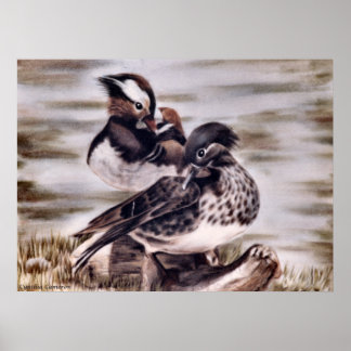 Mandarin Pair Poster