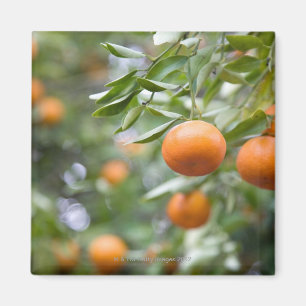 Mandarinen, die im Baum hängen Magnet