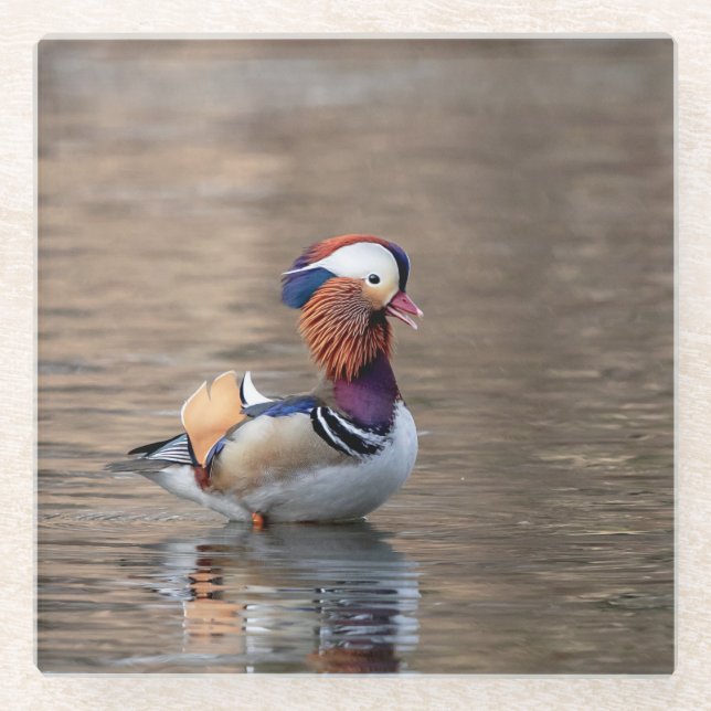 Mandarinen-Ente Glasuntersetzer (Vorderseite)