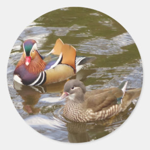 Mandarinen-Enten-Aufkleber Runder Aufkleber