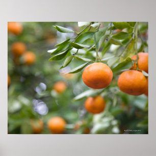 Mandarinen in Bäumen Poster