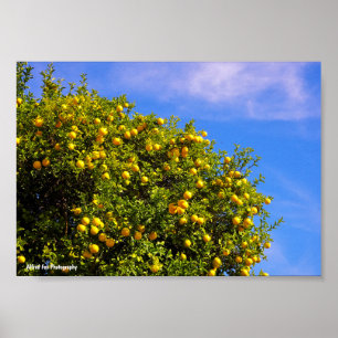 Mandarinenbaum unter blauem Himmel Poster