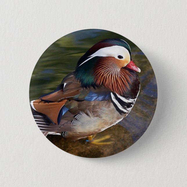 Mandarinenente Button (Vorderseite)