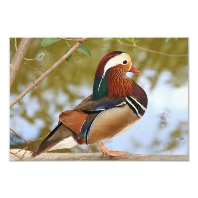 Mandarinente Fotodruck (Vorne)