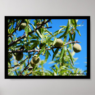 Mandel unter blauem Himmel Poster