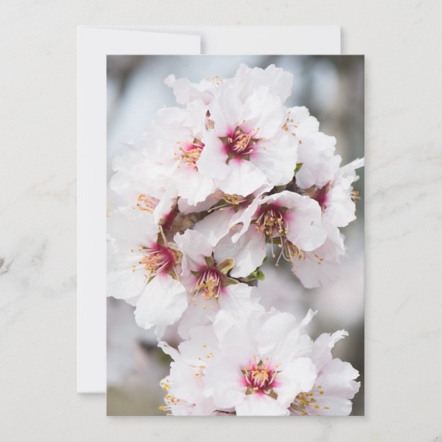 Mandelblüte Einladung (Vorderseite)