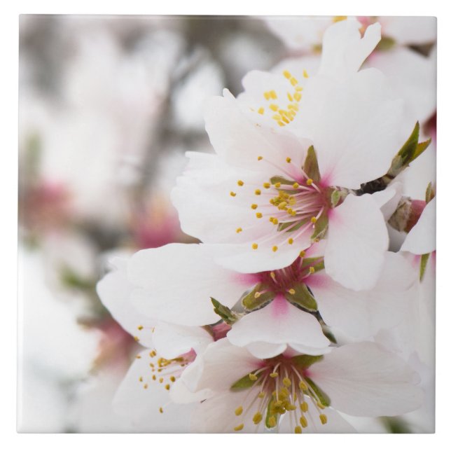 Mandelblüte Fliese (Vorderseite)