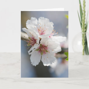 Mandelblüte Karte