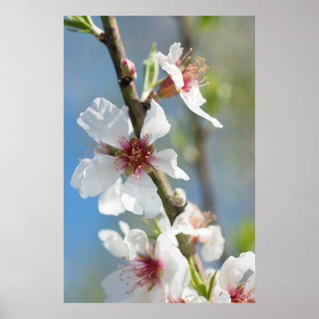 Mandelblüte Poster (Vorne)