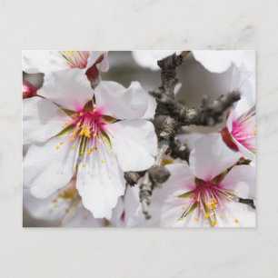 Mandelblüte Postkarte