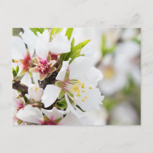 Mandelblüte Postkarte