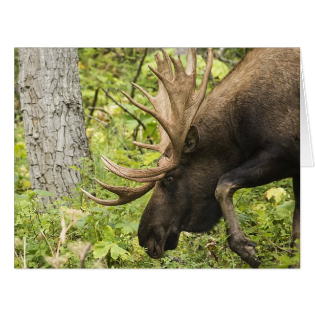 Mandering Moose (Vorderseite (Horizontal))