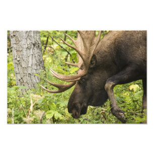 Mandering Moose Fotodruck
