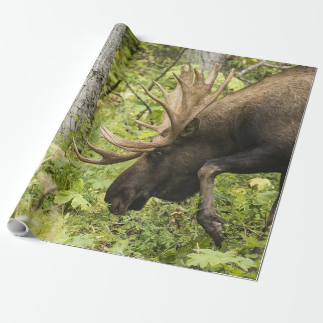 Mandering Moose Geschenkpapier (Ungerollt)