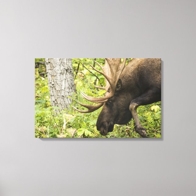 Mandering Moose Leinwanddruck (Vorderseite)