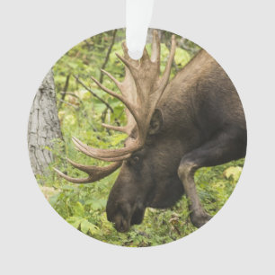 Mandering Moose Ornament