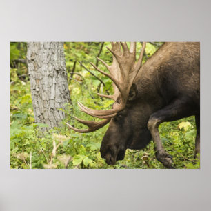 Mandering Moose Poster