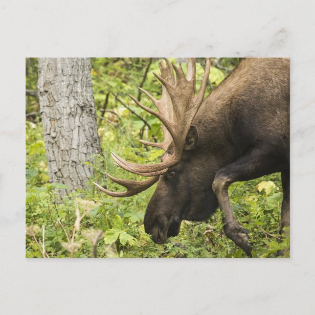 Mandering Moose Postkarte (Vorderseite)