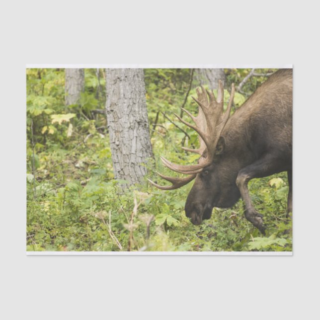 Mandering Moose Seidenpapier (Vorderseite)