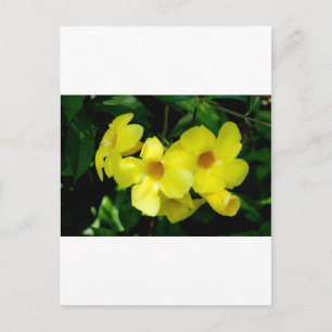 Mandevilla.JPG Postkarte
