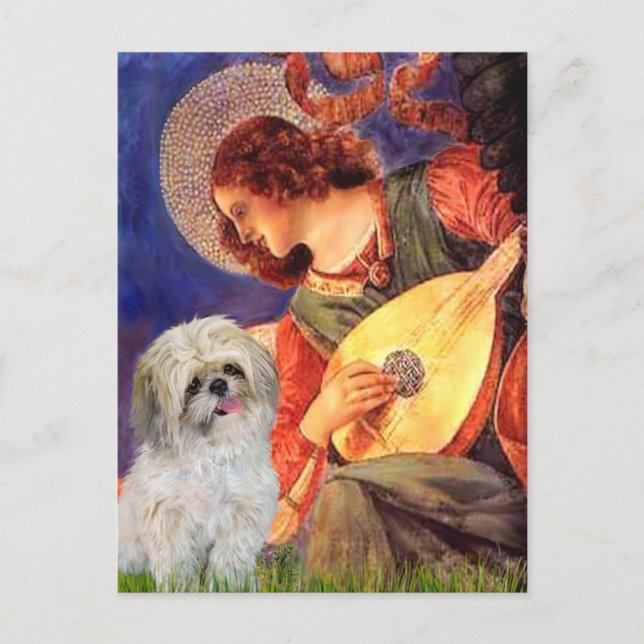 Mandolin Angel - Shih Tzu (P) Postkarte (Vorderseite)