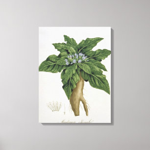Mandragora Officinarum von "Phytographie Medicale Leinwanddruck