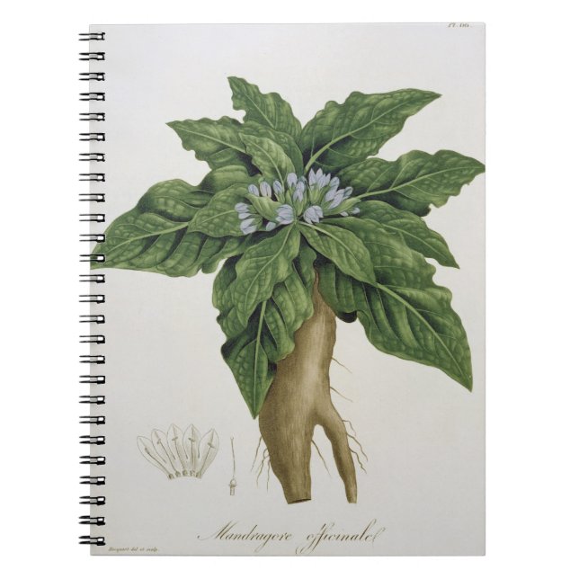 Mandragora Officinarum von 'Phytographie Medicale Notizblock (Vorderseite)