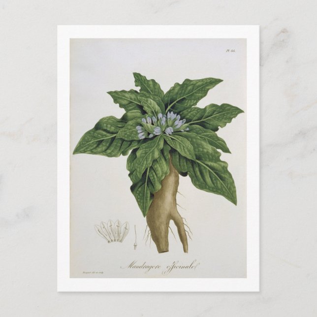 Mandragora Officinarum von "Phytographie Medicale Postkarte (Vorderseite)