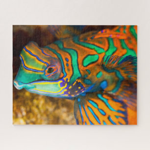 Mandrian fish Puzzle