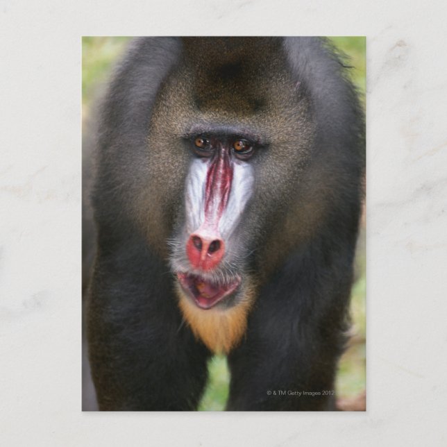 Mandril (Mandrillus sphinx) nah Postkarte (Vorderseite)