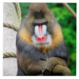 Mandrill 001 fliese