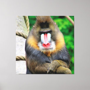 Mandrill 001 leinwanddruck