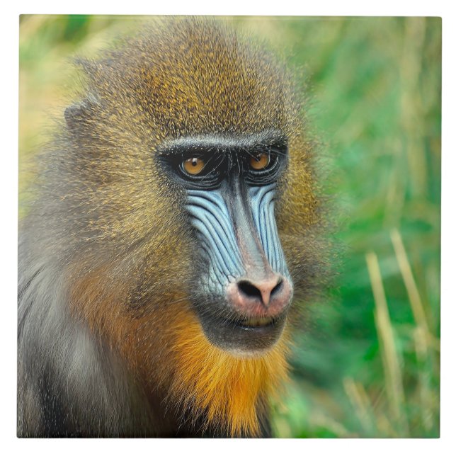 Mandrill 002 fliese (Vorderseite)